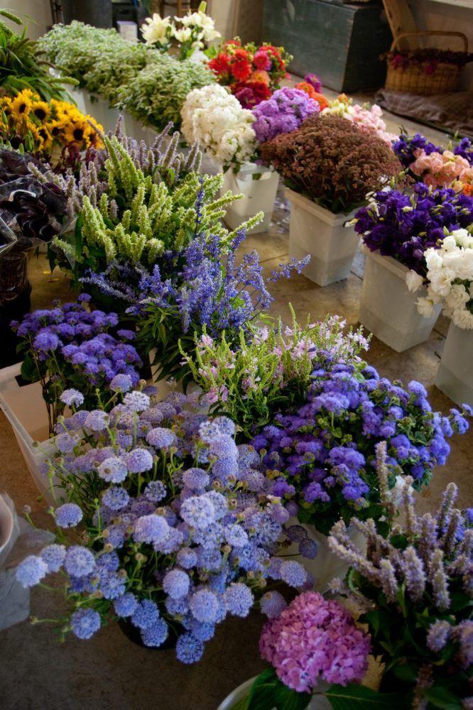 Morning Dew Freshness Floral Array